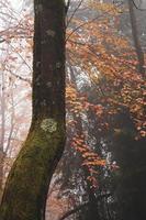 alberi nella foresta nella stagione autunnale foto