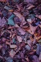 foglie secche multicolori sul terreno