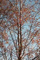 alberi con foglie marroni nella stagione autunnale