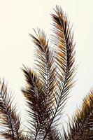 foglie di palma sfondo astratto foto