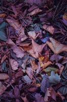 foglie secche multicolori sul terreno
