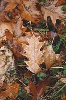 gocce sulle foglie marroni foto