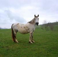 bellissimo ritratto di cavallo bianco foto