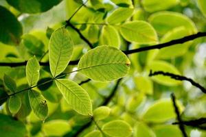 foglie di albero verde in primavera foto