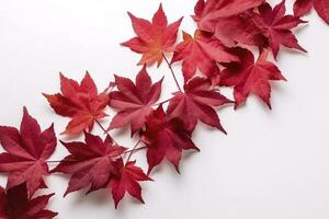 rosso acero le foglie isolato su bianca sfondo, creare ai foto