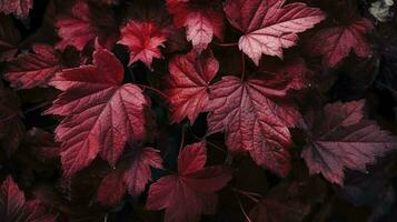 vino rosso autunno le foglie struttura, autunno natura sfondo, creare ai foto