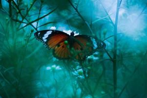 trappola nella foresta farfalla foto