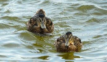 selvaggio anatre nuoto nel il lago. Marrone anatre. anatra nel il acqua. foto