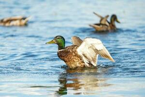 selvaggio drake nel il lago con il suo Ali nel il aria. Marrone anatre. anatra nel il acqua. foto