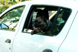 francese bulldog sbirciando su il finestra di un' bianca macchina, viaggio contenuto. foto