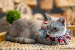 ritratto di gatto sul tavolo di casa foto