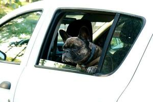 francese bulldog sbirciando su il finestra di un' bianca macchina, viaggio soddisfare foto