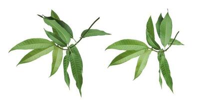 le foglie di Mango albero isolato su bianca sfondo foto