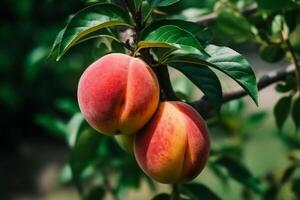 naturale frutta. Pesche in crescita su un' albero nel il estate. fresco Pesche su albero rami. delizioso e salutare biologico nutrizione. giardino con maturato frutta. generativo ai. foto