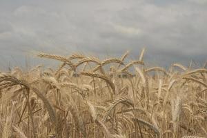 carta da parati di grano di campo di segale foto