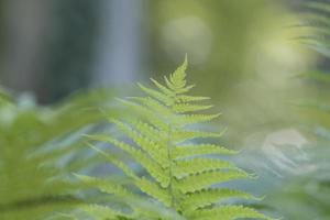 felce a foglia verde nella controluce delle piante verdi del sole foto