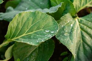 grande verde le foglie con gocce di trasparente pioggia acqua avvicinamento. bellissimo struttura di le foglie nel natura. naturale sfondo. selettivo messa a fuoco. posto per testo. foto