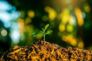 pianta, piantine crescere nel suolo con sole luce. piantare alberi per ridurre globale riscaldamento. foto