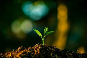 pianta, piantine crescere nel suolo con sole luce. piantare alberi per ridurre globale riscaldamento. foto