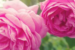 delicato fragrante rosa rosa in crescita nel un' estate giardino tra verde le foglie foto