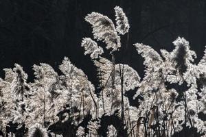 canne fiorite su uno stagno in controluce foto