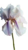 sorprendente Immagine di fiorire iris fiore su trasparente sfondo. generativo ai. foto