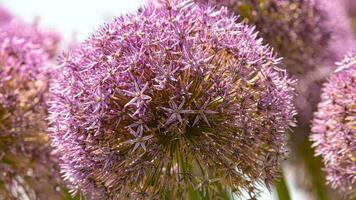 fiori nel fioritura un' sbalorditivo vetrina di parco giardino fiori foto