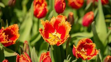 fiori nel fioritura un' sbalorditivo vetrina di parco giardino fiori foto