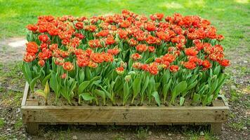 fiori nel fioritura un' sbalorditivo vetrina di parco giardino fiori foto