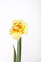primavera giallo narciso fiore isolato bianca sfondo sfondo nel avvicinamento foto