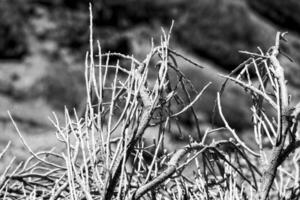 interessante originale pianta in crescita su il versante di il teide vulcano su il spagnolo canarino isola tenerife nel avvicinamento su un' caldo estate giorno foto