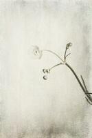 piccolo originale delicato gratuito campo fiori su un' leggero sfondo foto