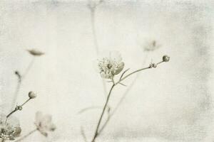 piccolo originale delicato gratuito campo fiori su un' leggero sfondo foto