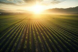 aereo Visualizza agricoltura sostenibilità, tramonto, bellissimo campo. ai generato foto