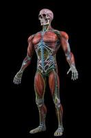anatomico umano corpo con muscolare e circolatorio sistemi. generativo ai foto