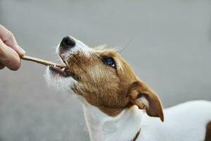 carino cucciolo cane giocando con un' di legno bastone. proprietario giochi con cane. animale domestico cura foto