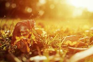 autunno acero le foglie su il terra. autunno sfondo foto