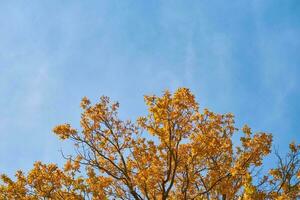 autunno albero con un' d'oro le foglie contro blu cielo foto