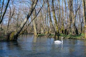 cigno bianco che nuota sul lago al parco foto