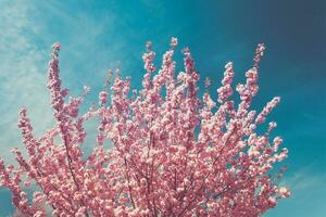 rosa fiorire di ciliegia albero foto