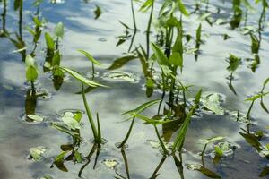 verde le foglie nel un' paludoso fiume. riflessione di il cielo con nuvole nel il acqua foto