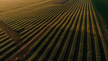 a strisce Grano i campi crescere sotto il sole generato di ai foto