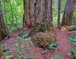 serenità della foresta nei boschi al campeggio di Mill Creek a nord di prospect o prospect foto