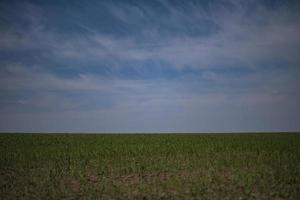 campo verde con grano giovane contro il cielo blu foto