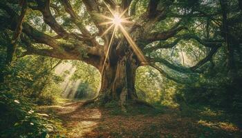 tranquillo foresta sentiero, luce del sole filtri attraverso le foglie generato di ai foto