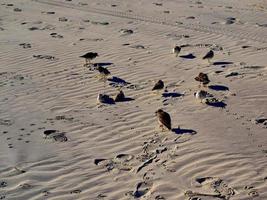 uccelli da spiaggia nella sabbia foto
