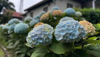 vivace ortensia fiorire porta bellezza per natura generato di ai foto