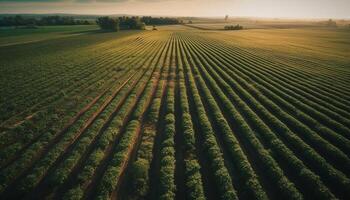 agricoltura industria raccolta Grano nel tranquillo rurale prato a alba generato di ai foto