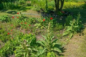 Verbascum thapso, il grande verbasco o maggiore verbasco. il pianta è ottenere pronto per fiore. foto