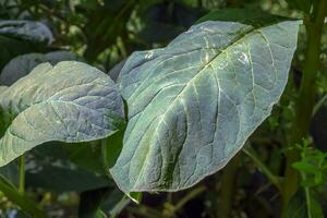 fitolacca americana io, anche conosciuto come americano pokeweed, colpire salsiccia, mirtilli rossi, e calamaio, è un' velenoso, erbaceo perenne pianta nel il famiglia fitolaccacee. foto